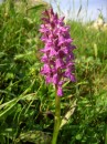 Knabenkraut - Orchis majalis * 864 x 1153 * (342KB)